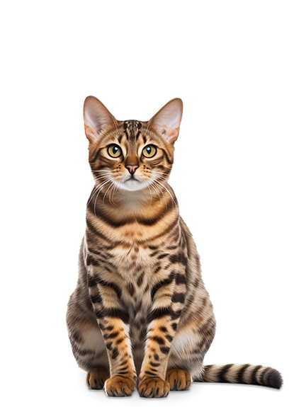 Adopter un animal en toute responsabilité 1